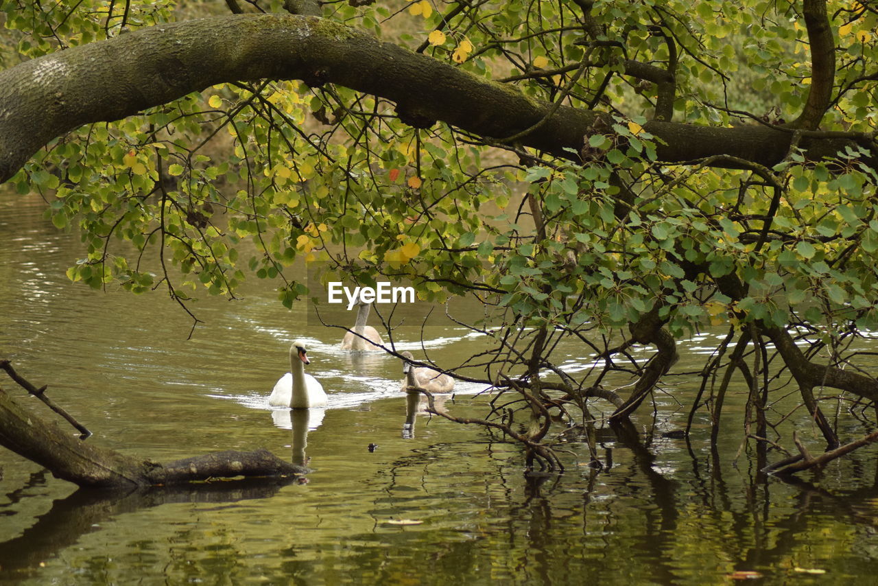 VIEW OF BIRD ON LAKE