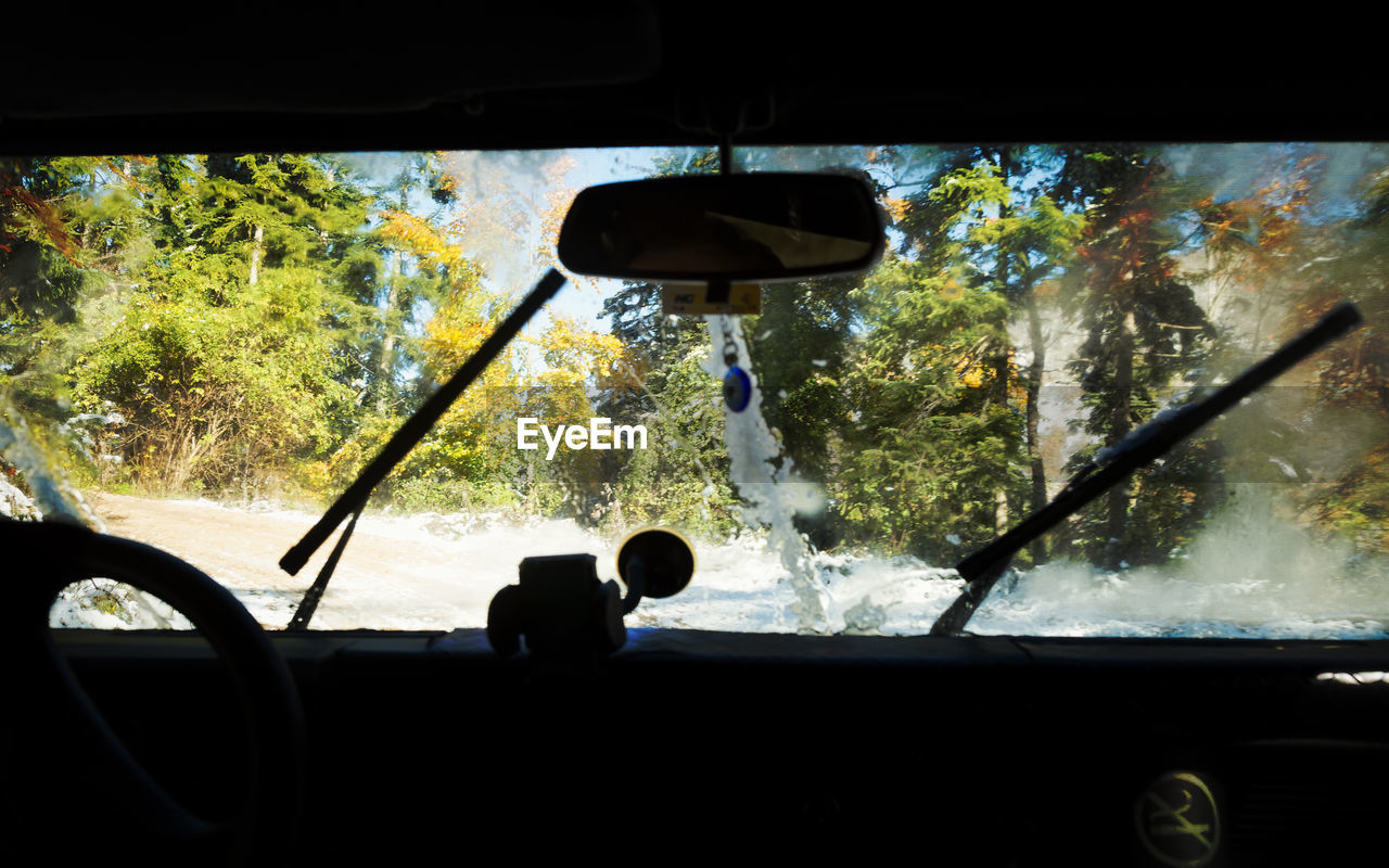 REFLECTION OF TREES IN CAR