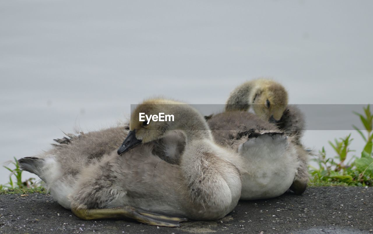 Close-up of cygnets resting on riverbank