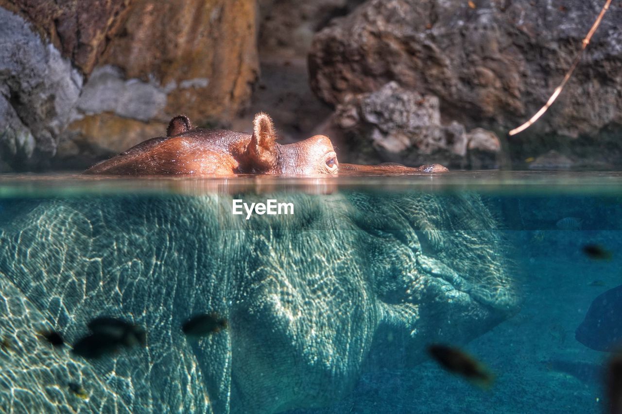 Close-up of water with hippopotamus 