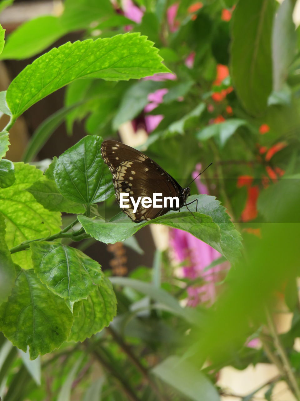 Close-up of butterfly pollinating flower