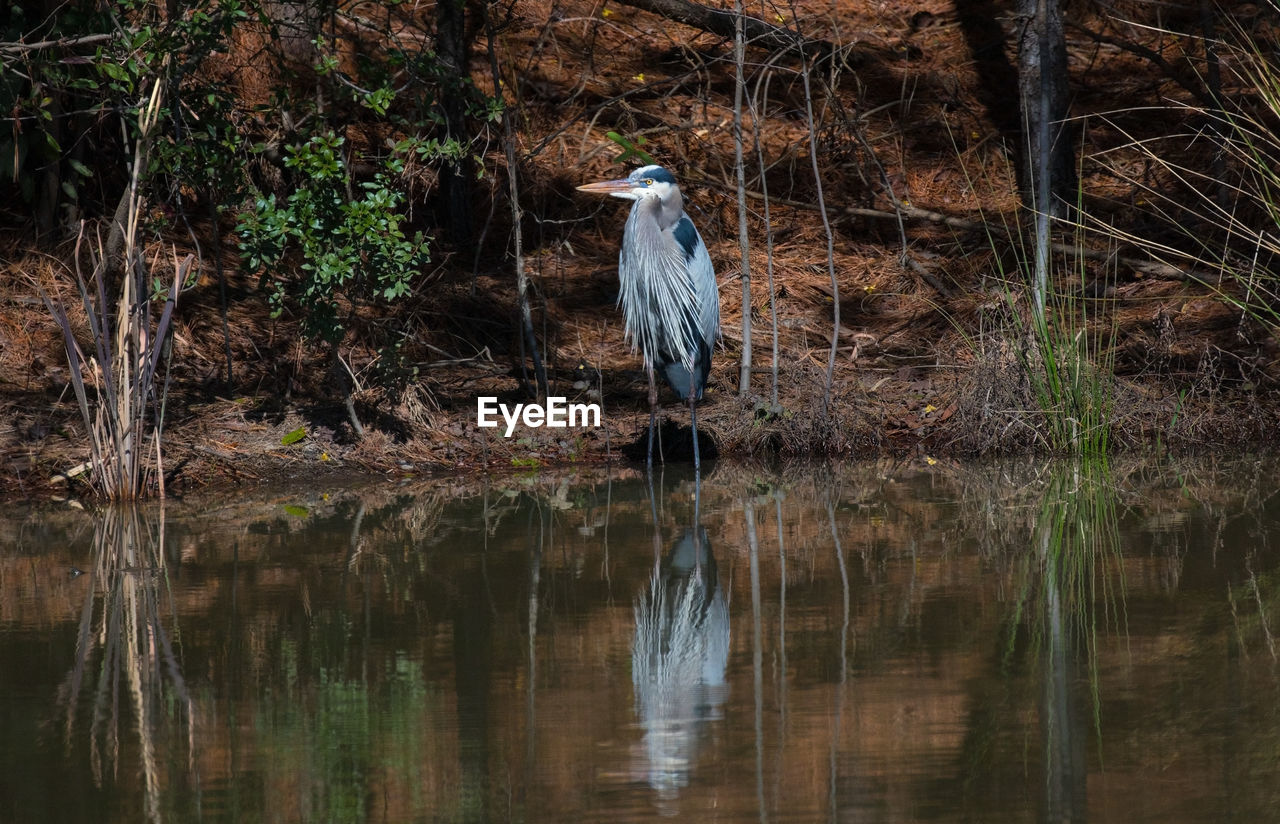 VIEW OF BIRD IN LAKE