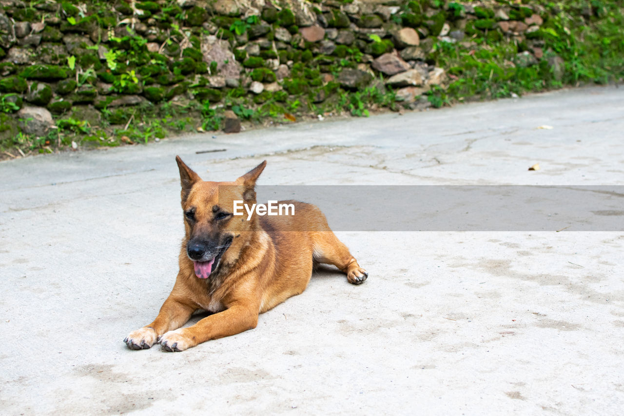 one animal, animal themes, animal, pet, mammal, dog, canine, domestic animals, german shepherd, no people, nature, portrait, relaxation, belgian shepherd malinois, day, carnivore, puppy, brown, outdoors, animal body part, sticking out tongue, land, purebred dog, lying down, plant, facial expression, looking at camera