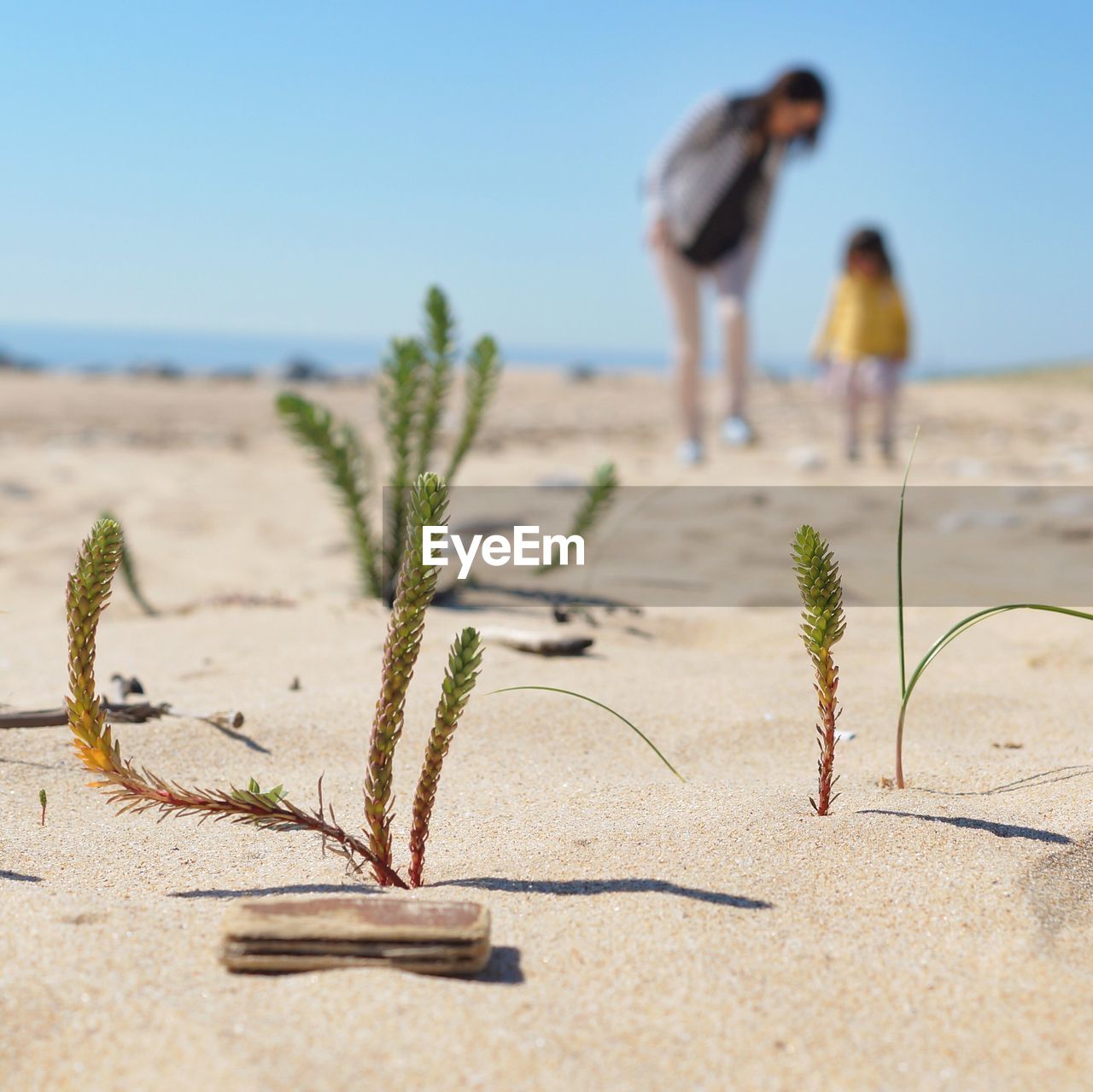 Close-up of plant growing on beach