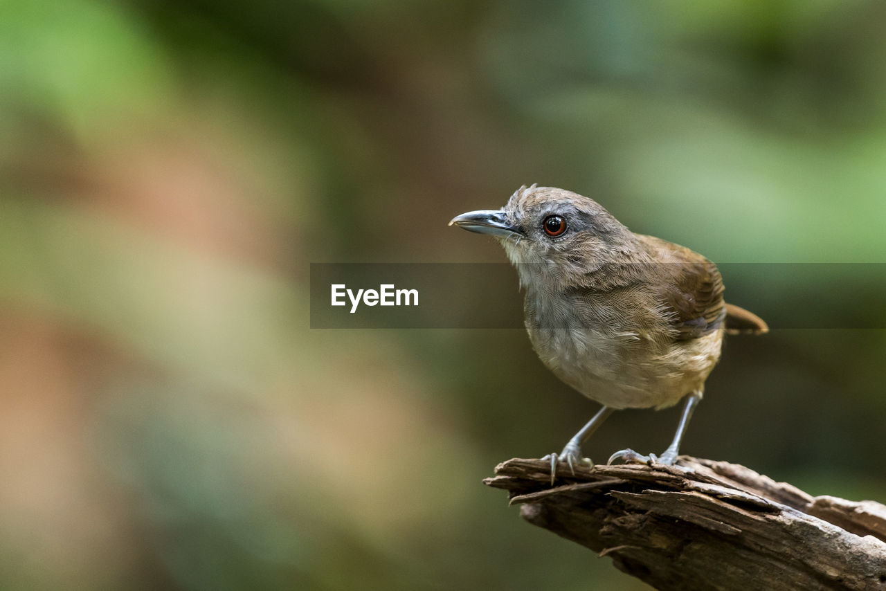 White-chested babbler perched and looking	