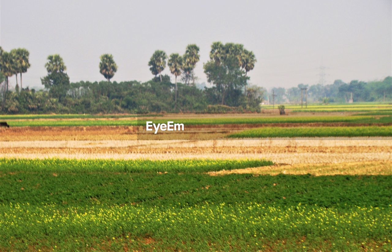 SCENIC VIEW OF FARM FIELD AGAINST SKY