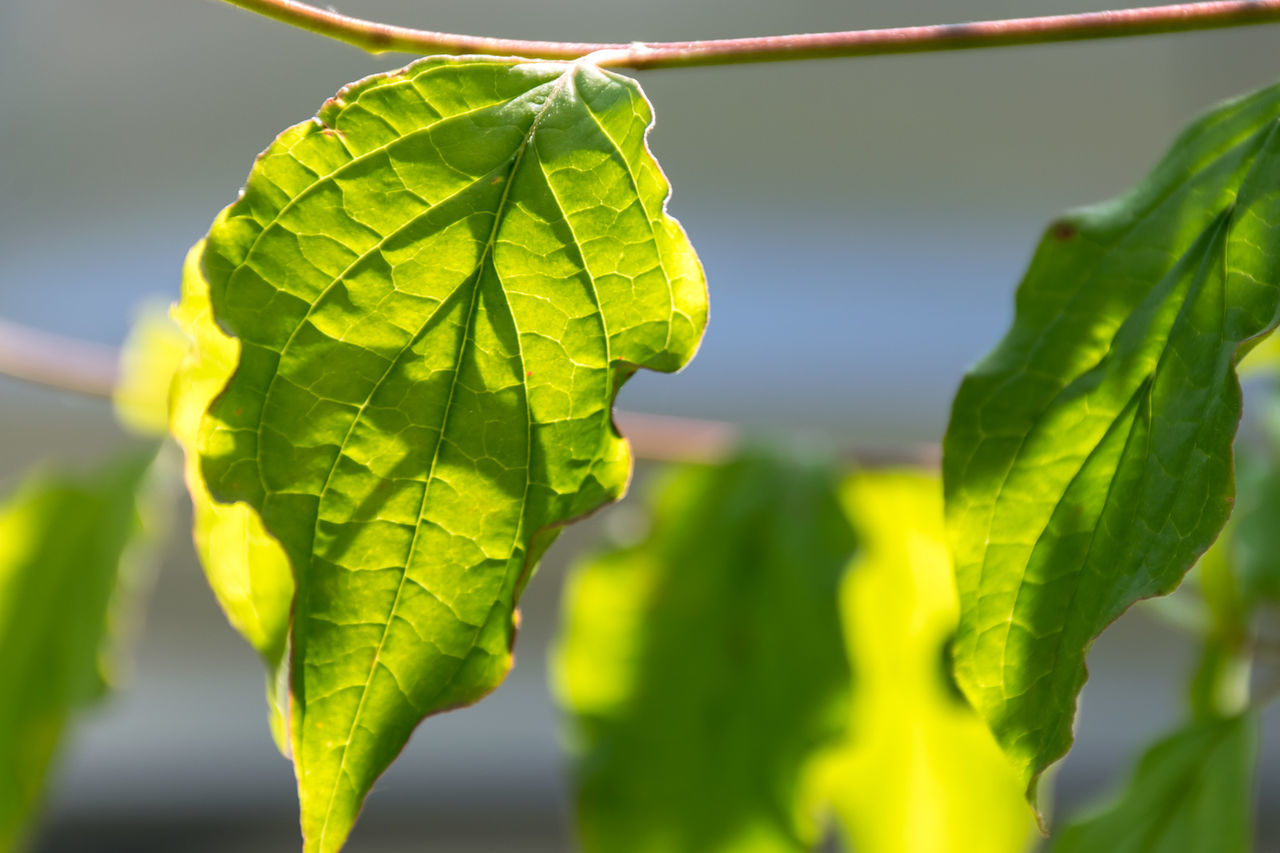 Close-up of fresh green leaves