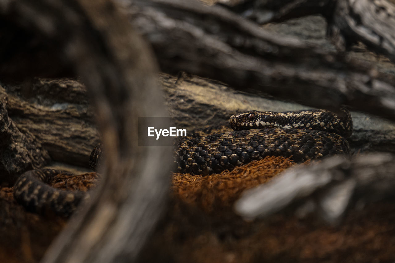 reptile, animal themes, animal, nature, animal wildlife, wildlife, close-up, snake, one animal, no people, tree, macro photography, selective focus, animal body part, serpent, tree trunk, outdoors, trunk, land, forest, plant, environment, day, communication, log, branch