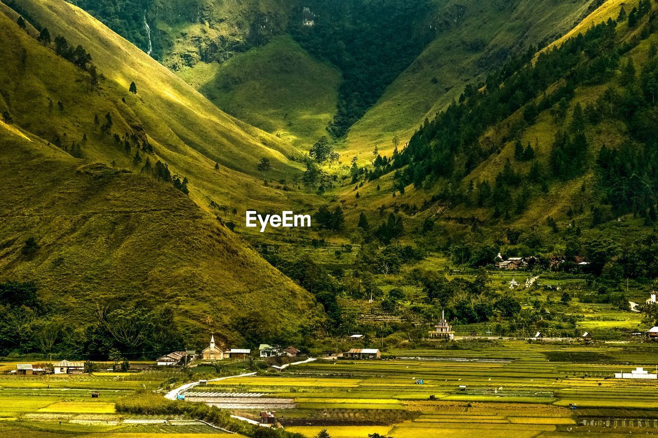 Scenic view of trees and houses on field