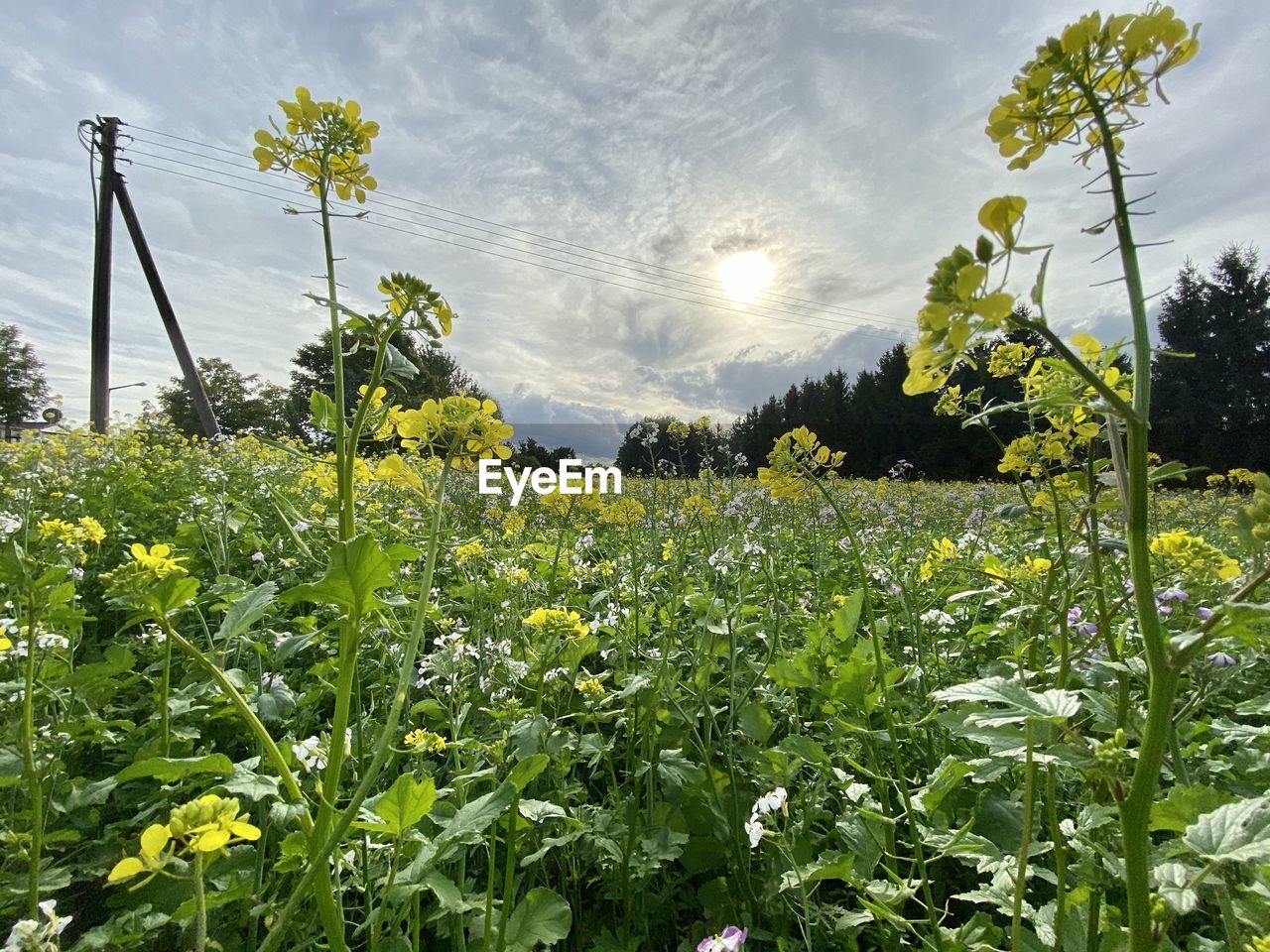 SCENIC VIEW OF FLOWERING PLANTS AGAINST SKY