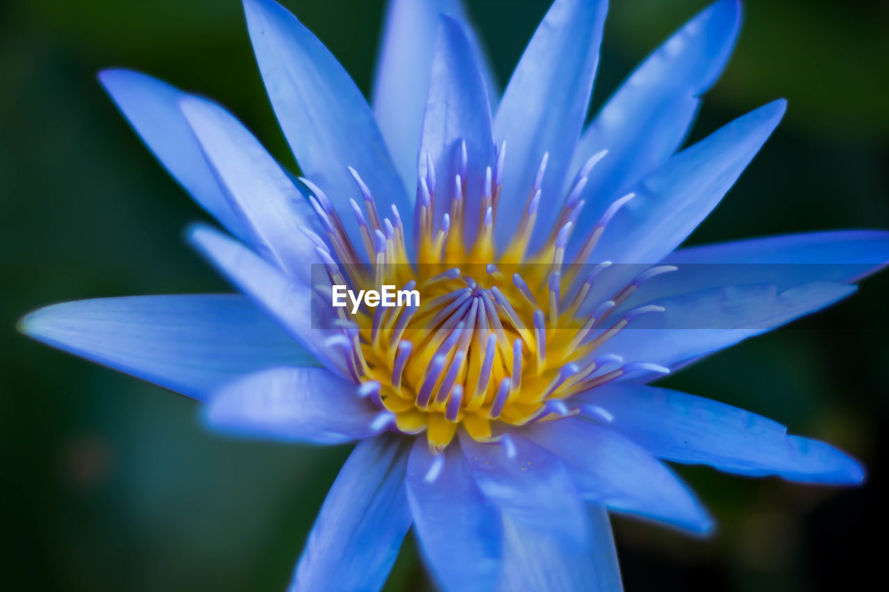 Close-up of blue water lily blooming outdoors