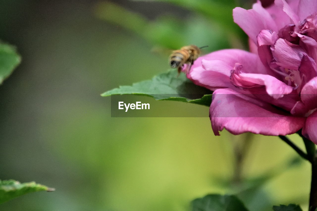 Honey bee on pink flower