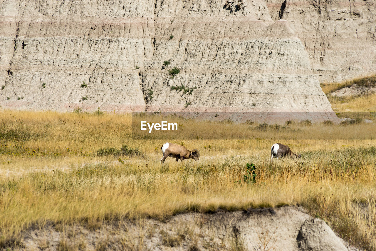 SHEEP ON A FIELD