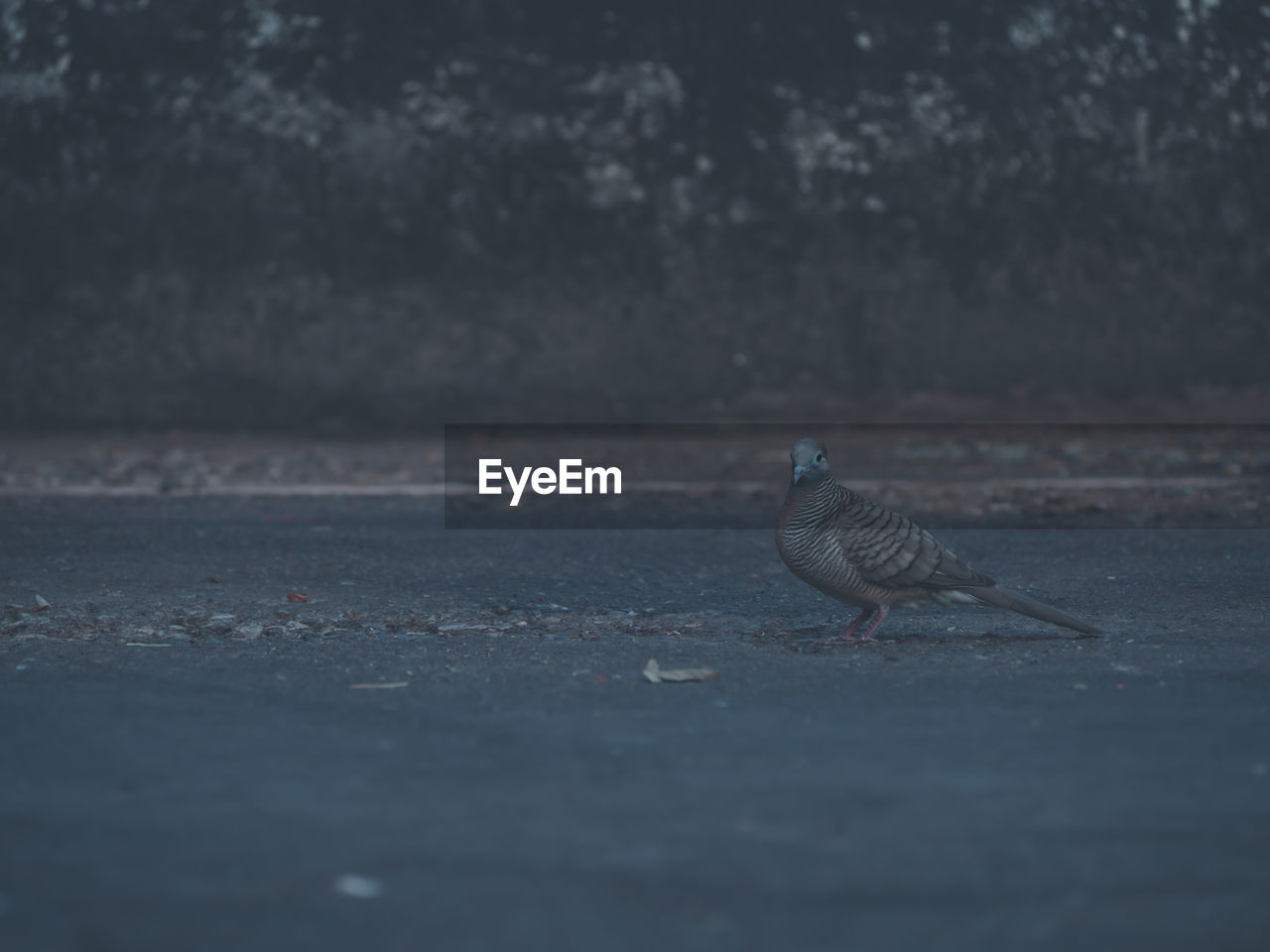 CLOSE-UP OF BIRD PERCHING ON A STREET