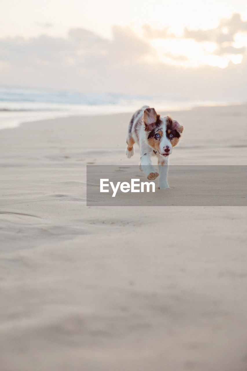 PORTRAIT OF DOG ON BEACH AGAINST THE SKY