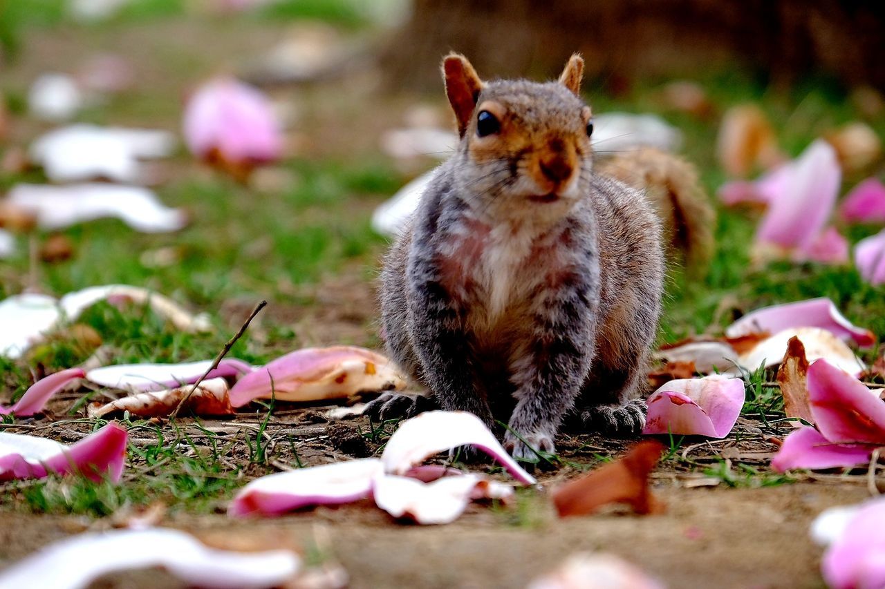 CLOSE-UP OF SQUIRREL ON FIELD BY FLOWER