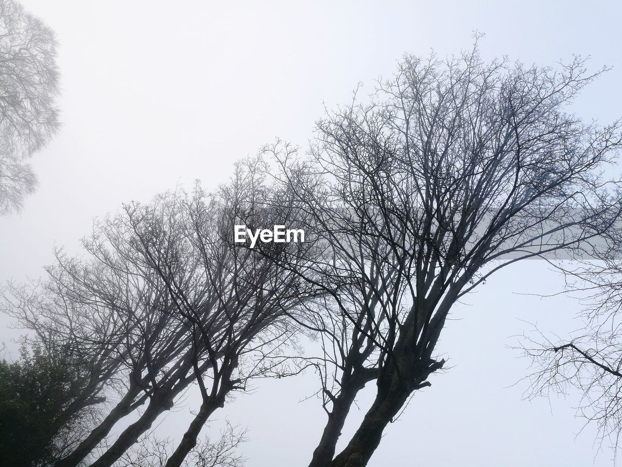 LOW ANGLE VIEW OF SILHOUETTE BARE TREE AGAINST SKY