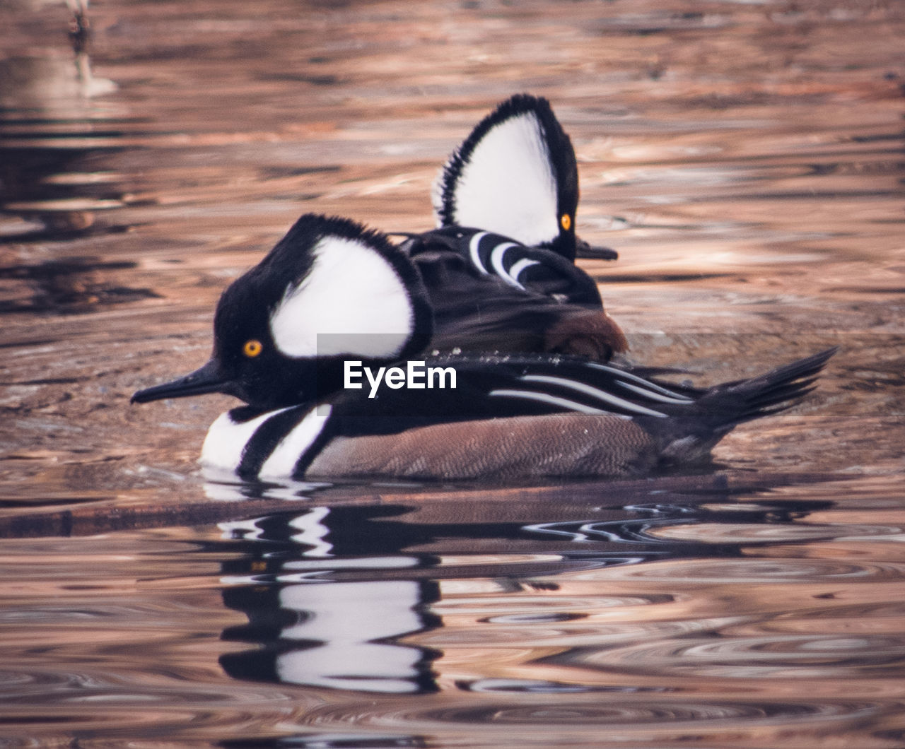 BIRD IN WATER