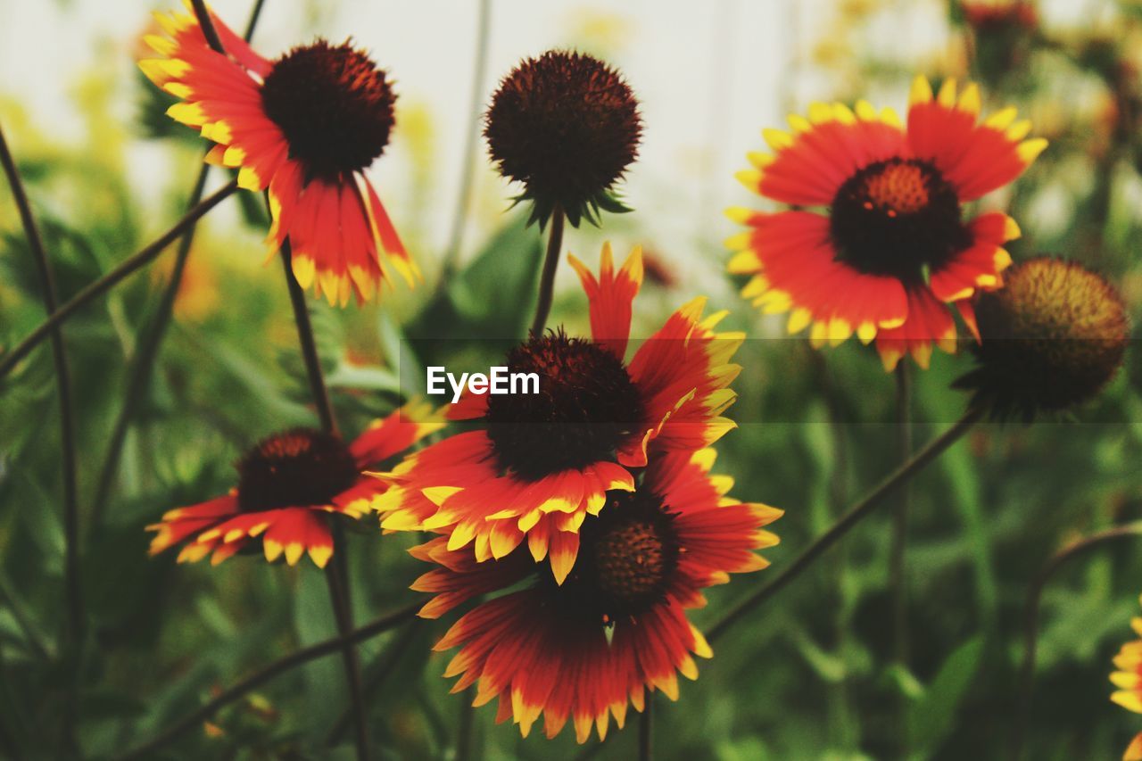 CLOSE-UP OF FRESH CONEFLOWERS BLOOMING OUTDOORS