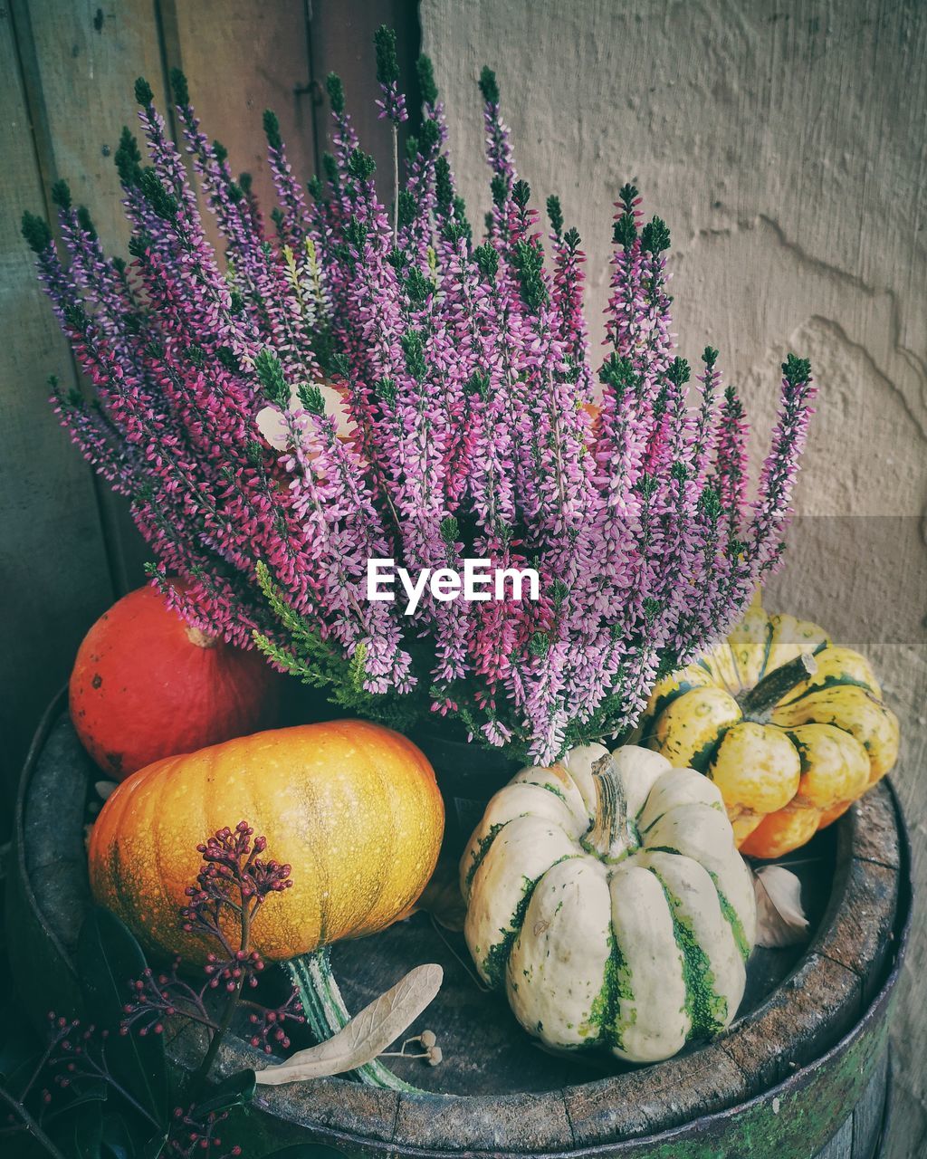 High angle view of purple flowering plants