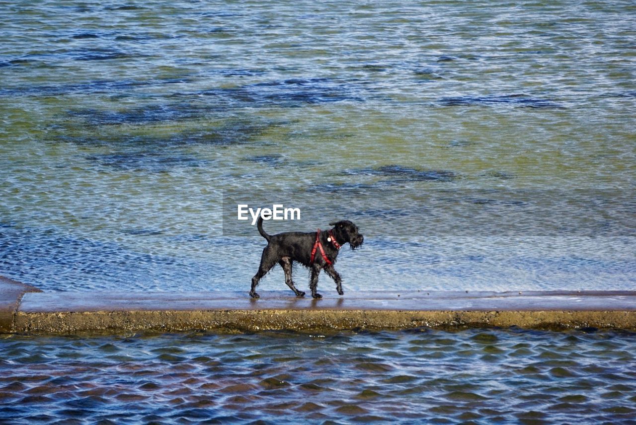 Dog by the sea