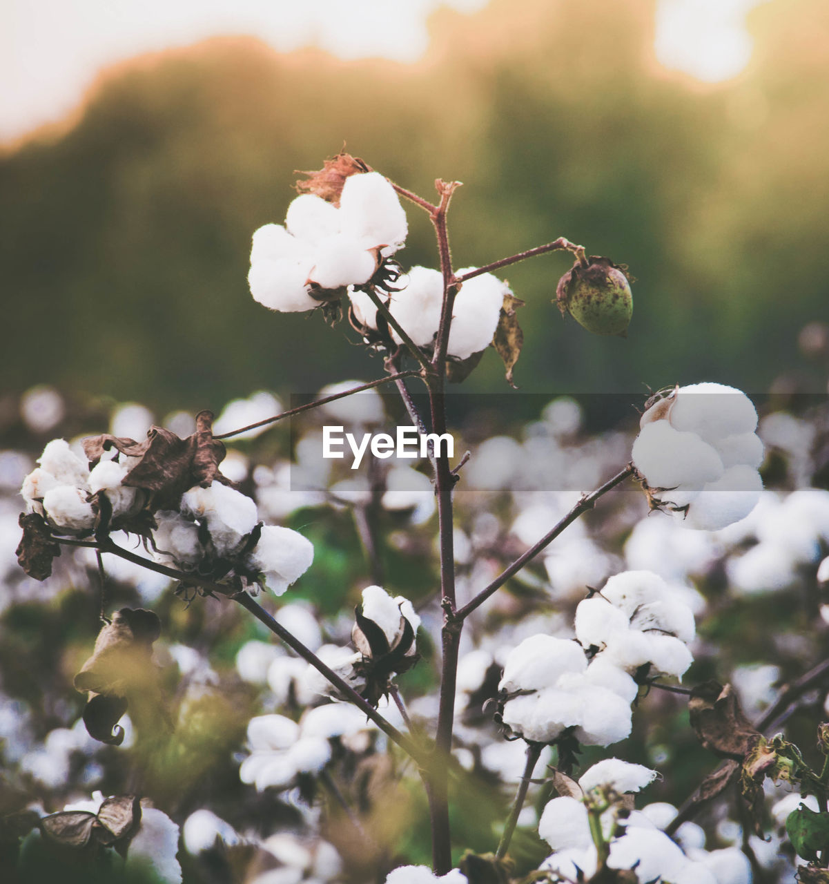 Close-up of cherry blossoms in spring