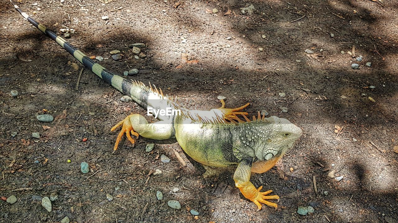 HIGH ANGLE VIEW OF SNAKE ON FIELD