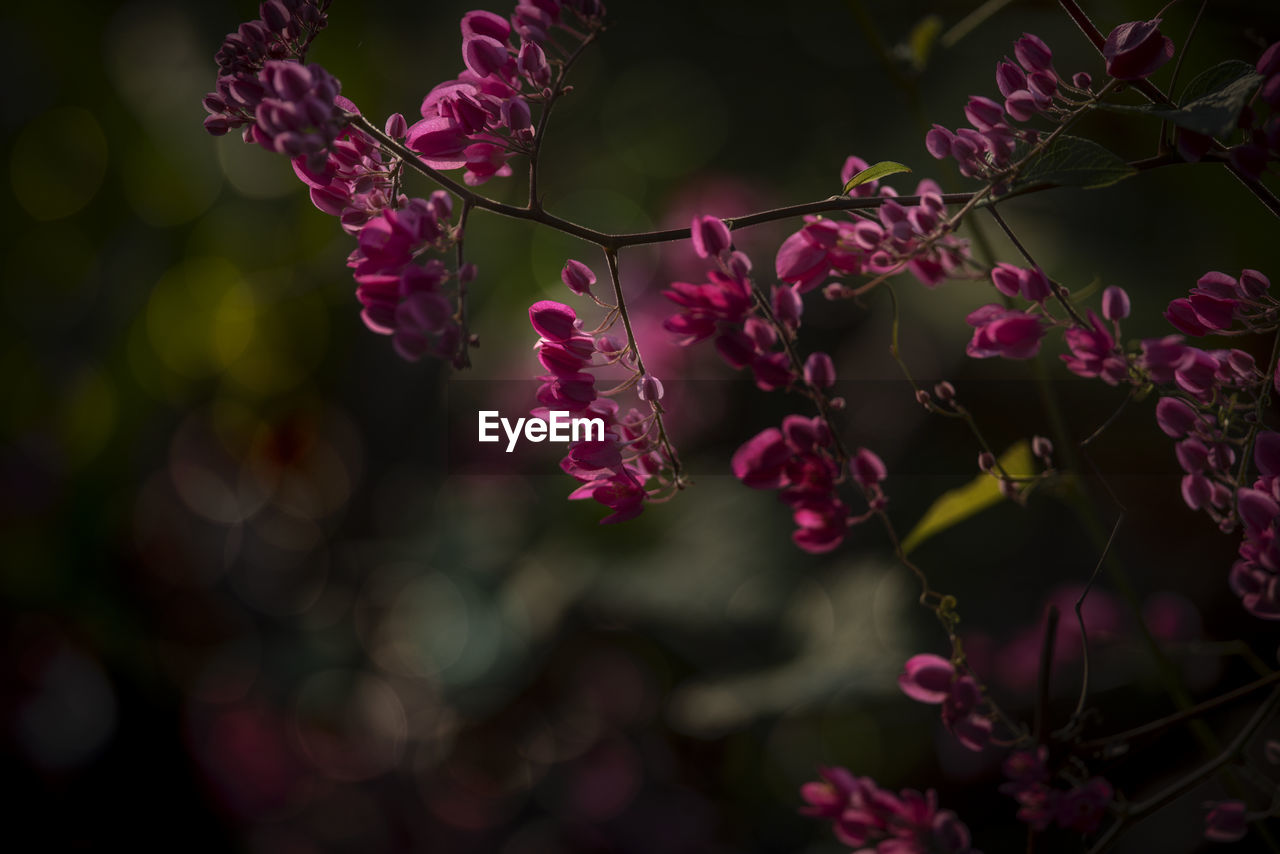 Close-up of pink flowers