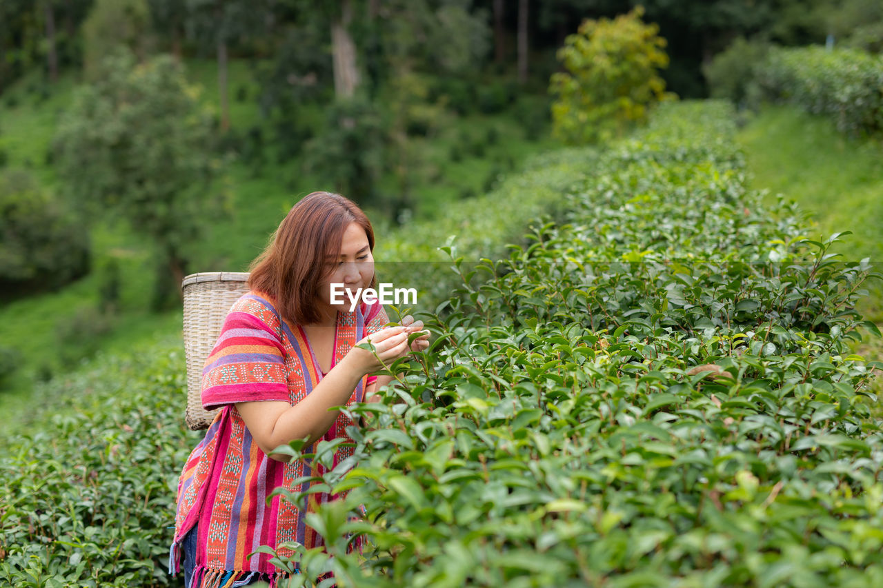 Asian woman picking tea in the tea field