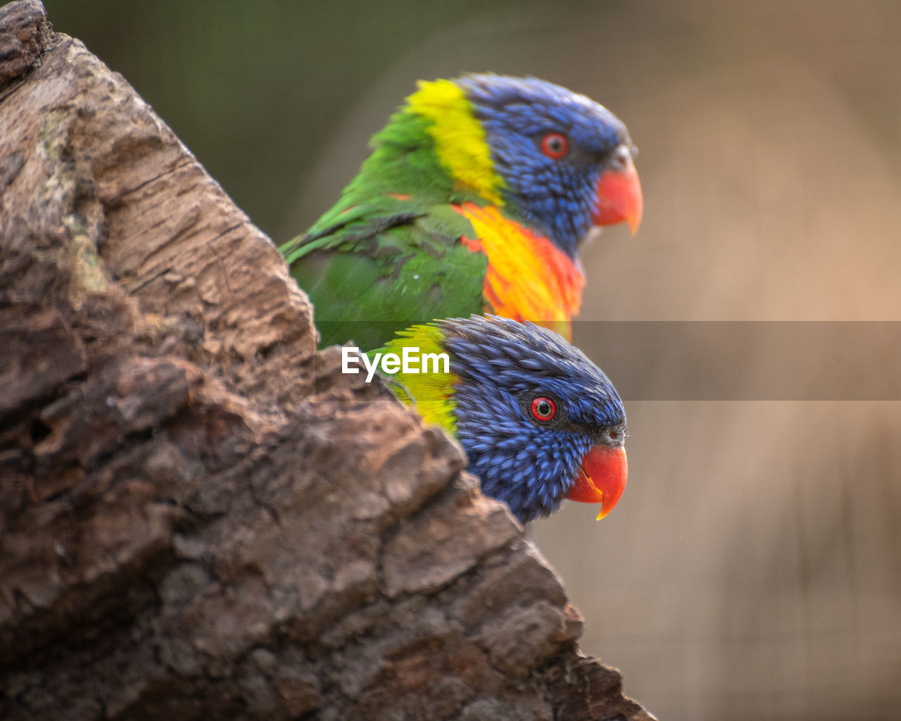 Close-up of parrot perching on tree