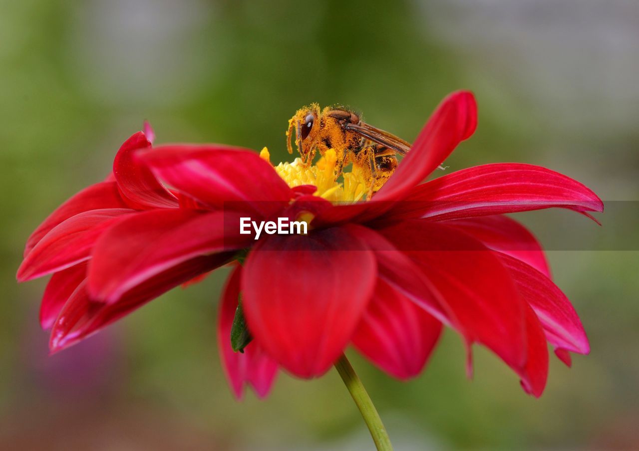 CLOSE-UP OF INSECT ON RED FLOWERS
