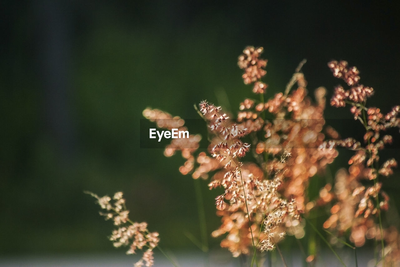 Close-up of flowering plant