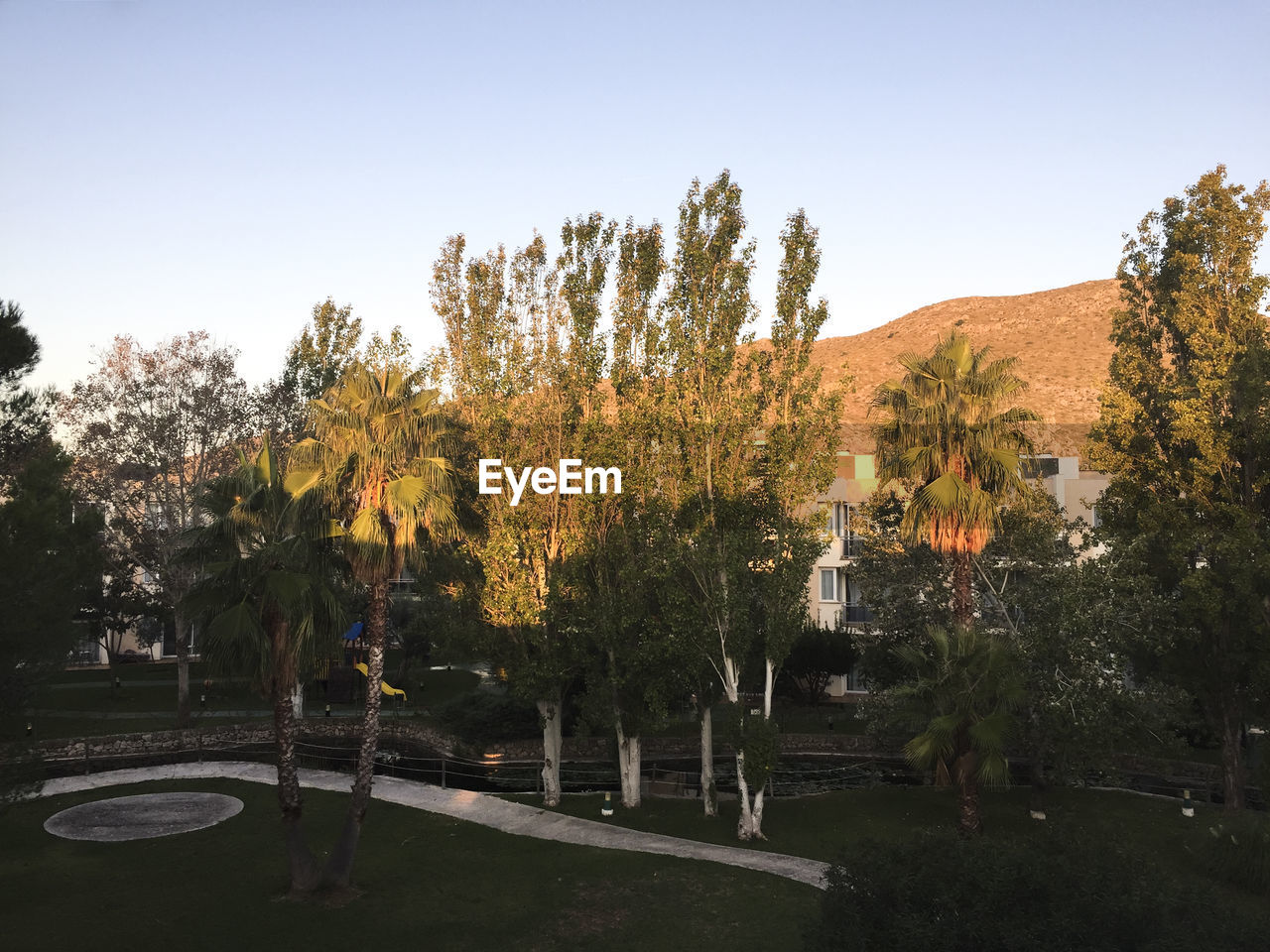 TREES AGAINST CLEAR SKY