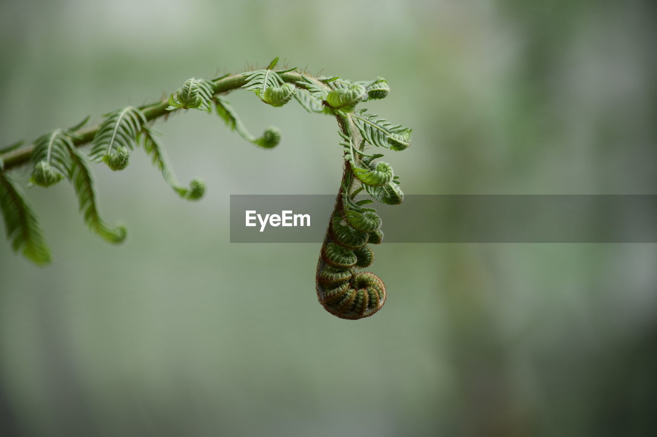 Fern tendril