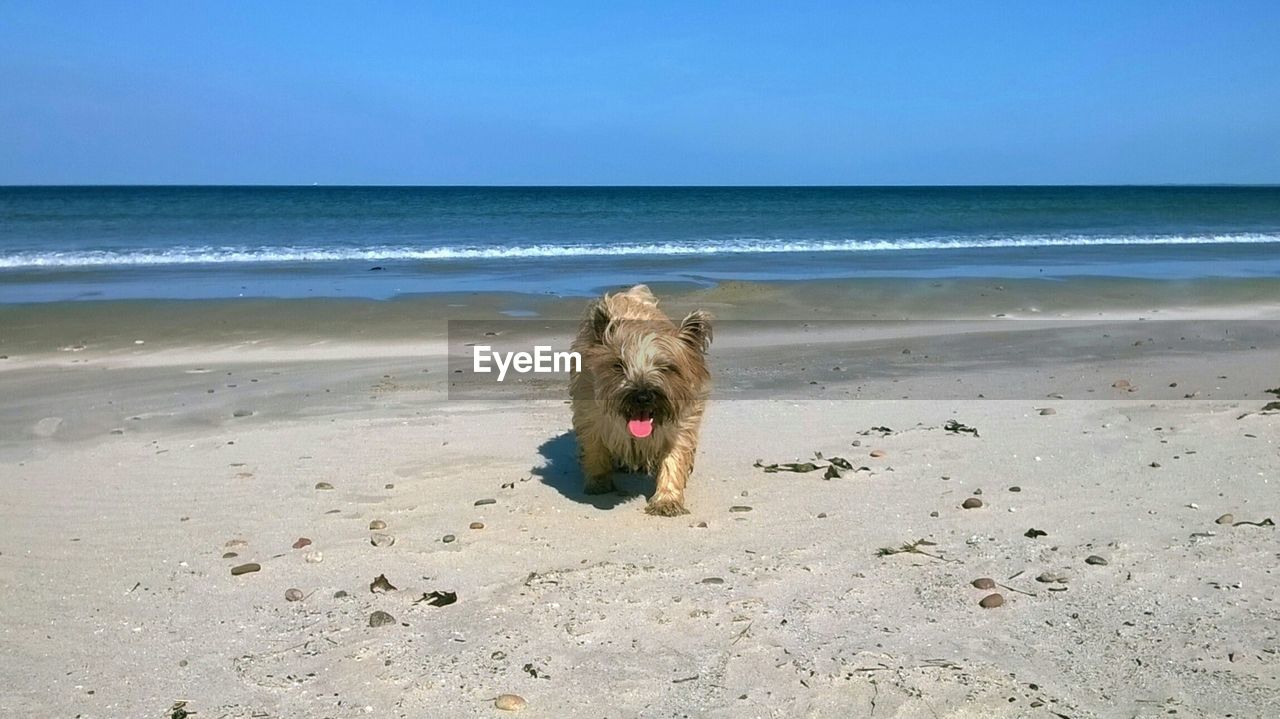 Cairn terrier walking on sand at beach