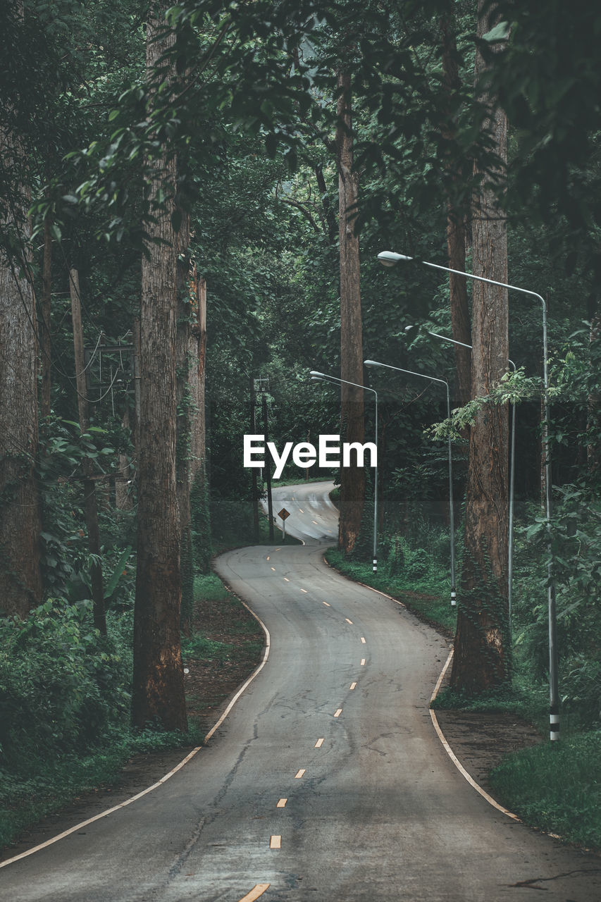 Empty road along trees in forest