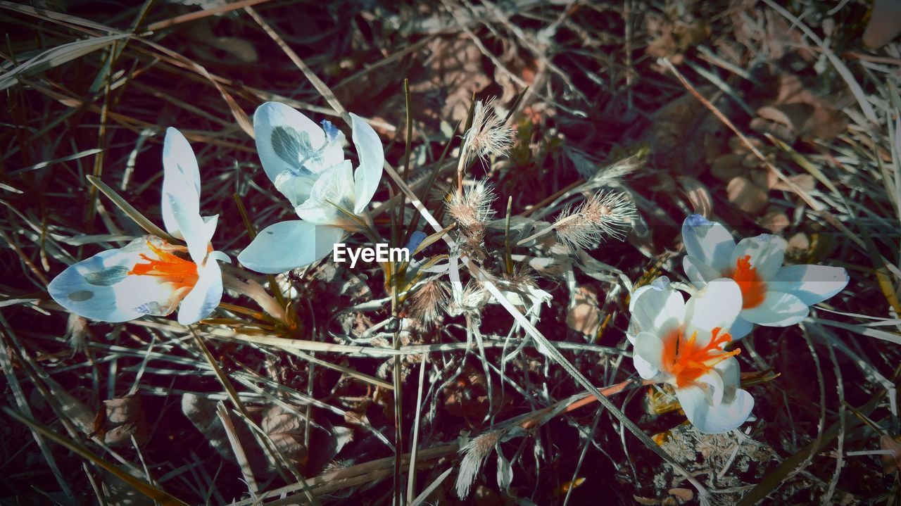 CLOSE-UP OF CROCUS FLOWERS