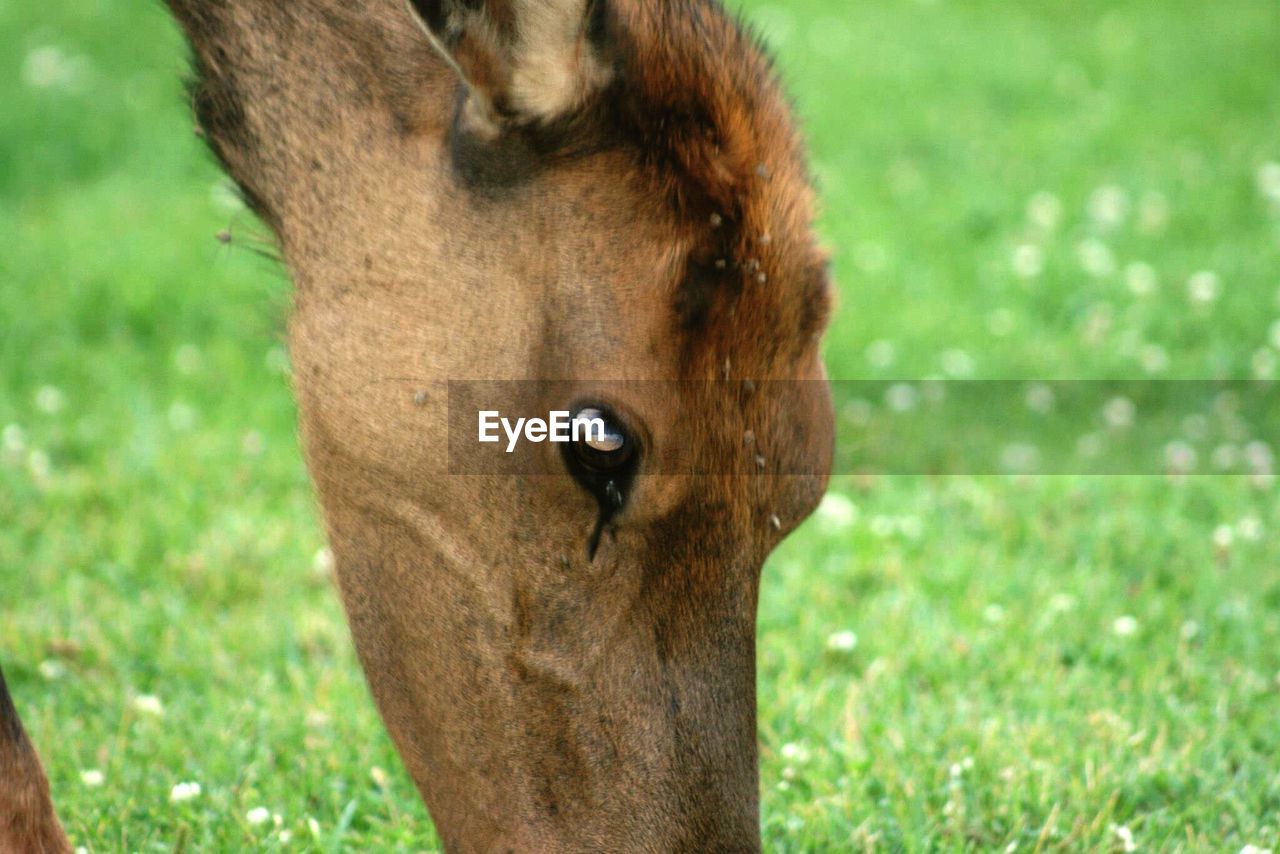 CLOSE-UP OF HORSE IN FIELD