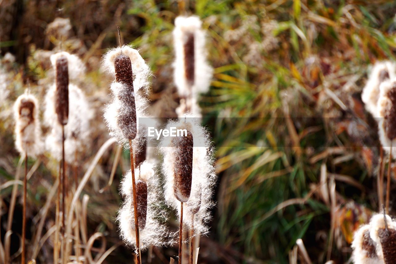 High angle view of grass reed on field