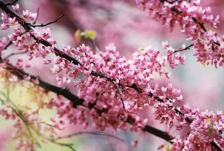 CLOSE-UP OF PINK FLOWERS