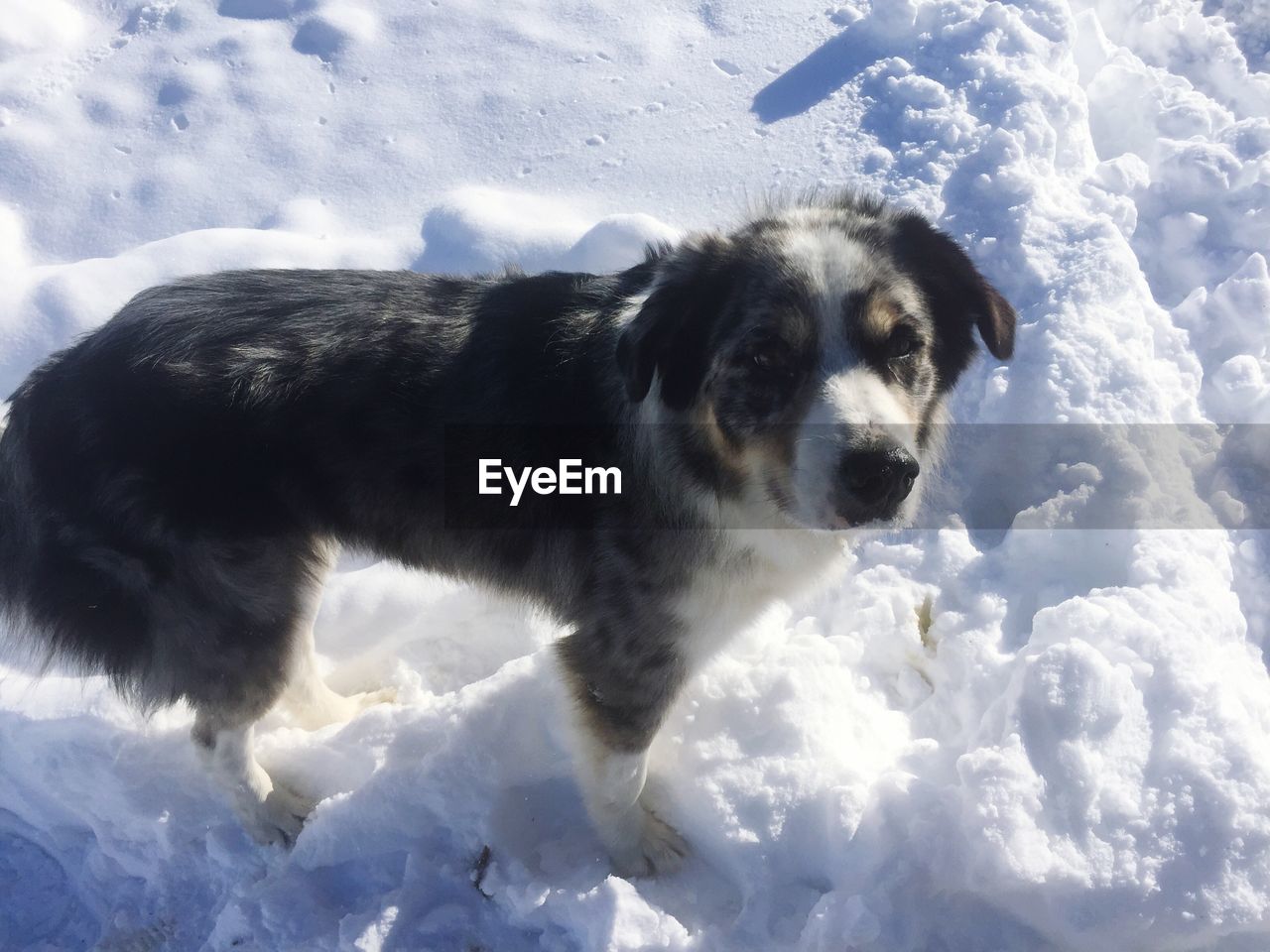 Dog on snow covered field