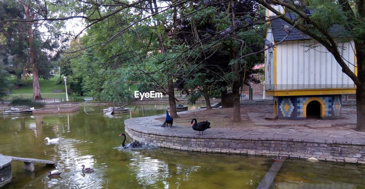 BIRDS BY TREES ON WATER