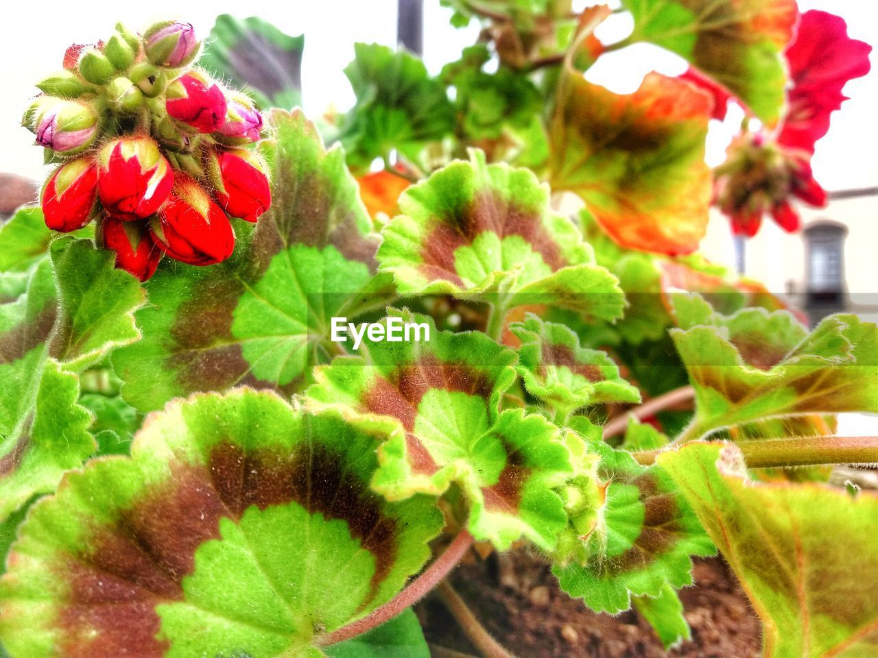 CLOSE-UP OF PLANT