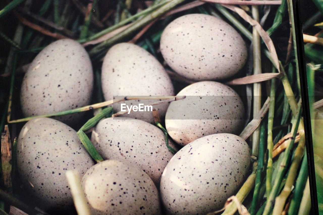 Close-up of eggs in nest