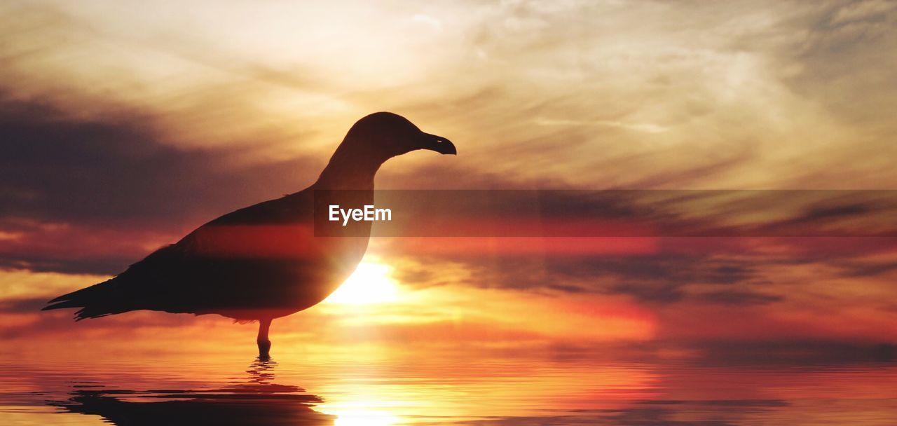 Digital composite image of silhouette seagull in water against sky at sunset
