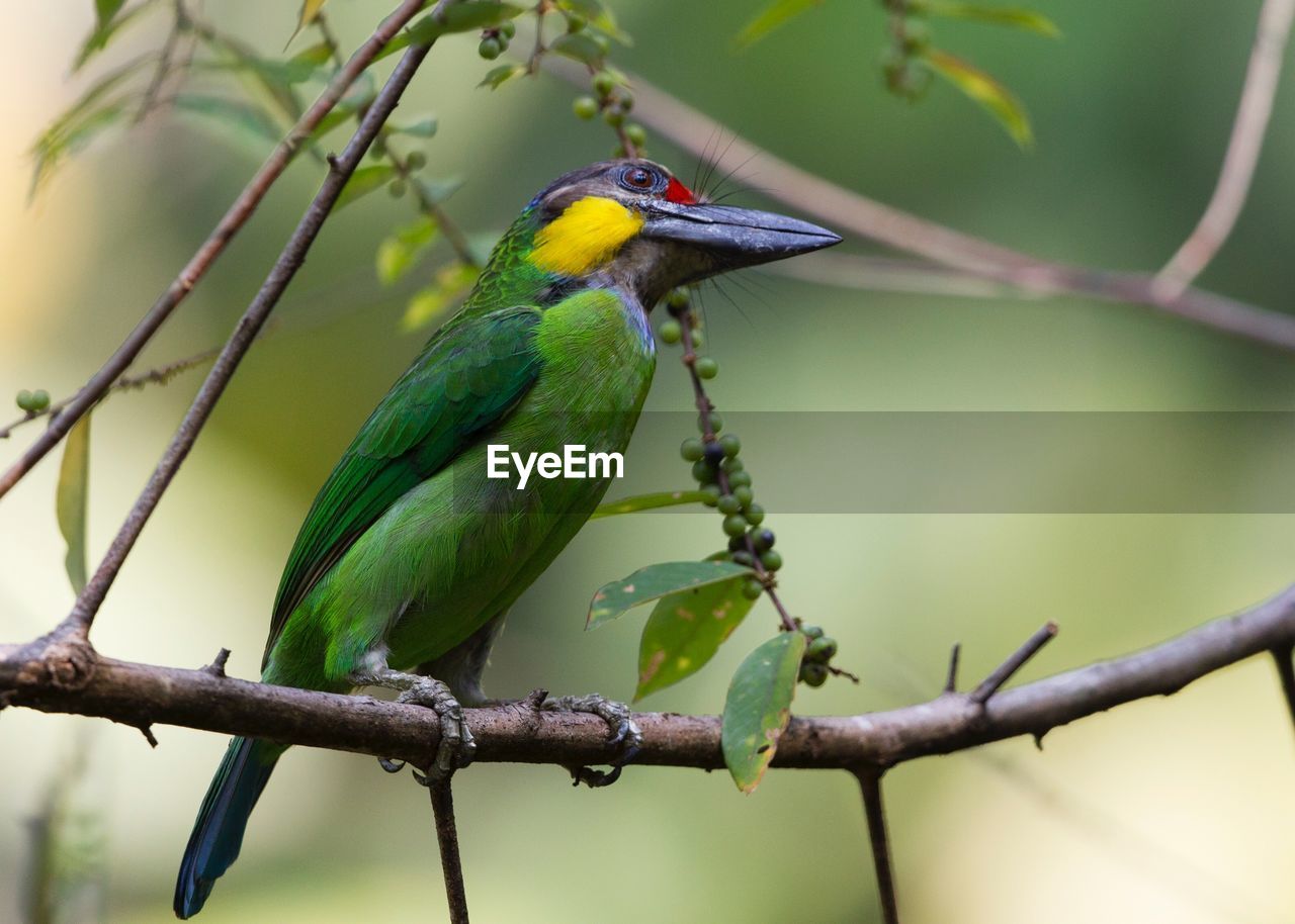 Low angle view of bird perching on branch