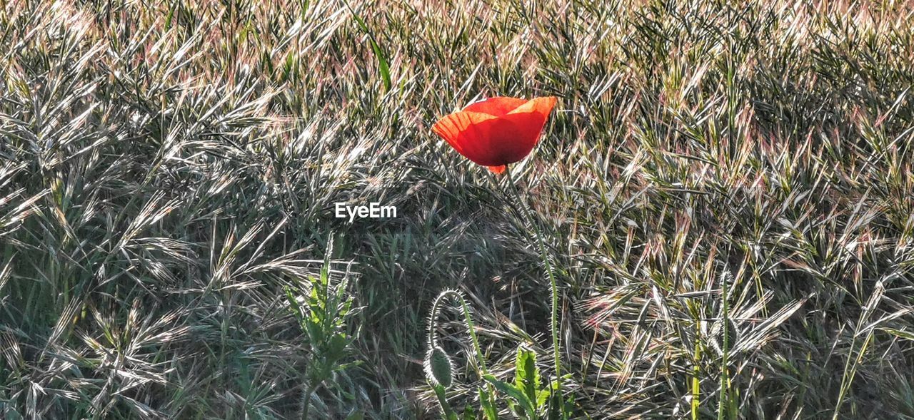 plant, flower, growth, red, grass, nature, beauty in nature, field, land, day, poppy, no people, flowering plant, leaf, freshness, wildflower, outdoors, sunlight, green, high angle view, meadow, tranquility, fragility, close-up, prairie