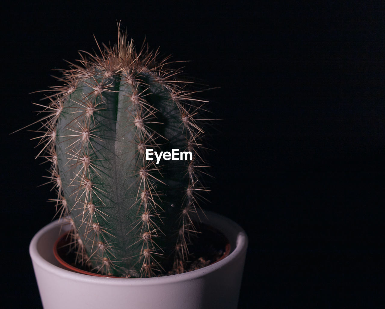 CLOSE-UP OF SUCCULENT PLANT IN BLACK BACKGROUND