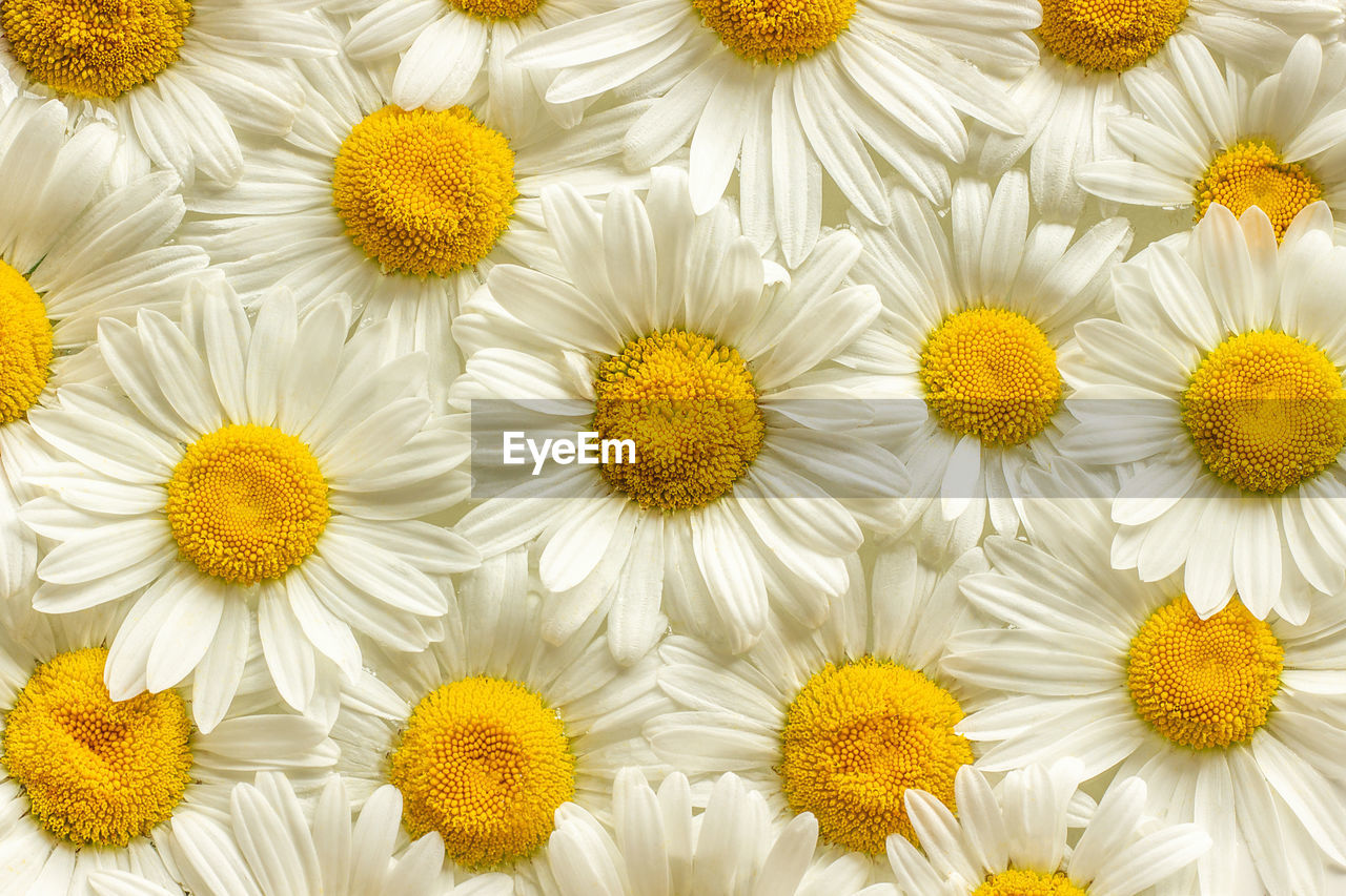 Full frame shot of white daisy flowers