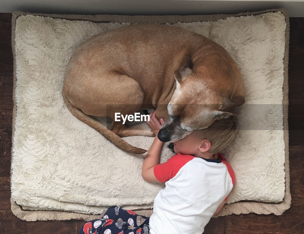 Boy sleeping with dog